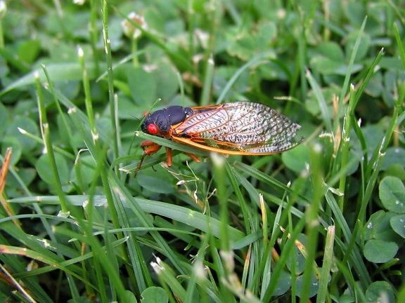 cicada, grass