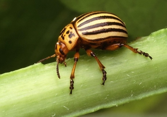 Colorado, kentang, kumbang, Leptinotarsadecemlineata, sejumlah, serangga