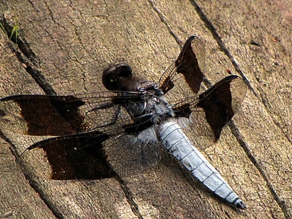 anisozygoptera, dragonfly, makro, insekt, fotografering