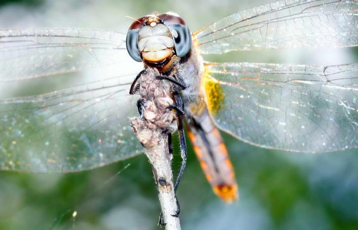 Dragonfly, up-close, makro, foto