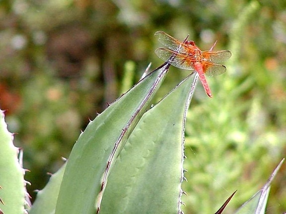 libellula, libellule, cactus