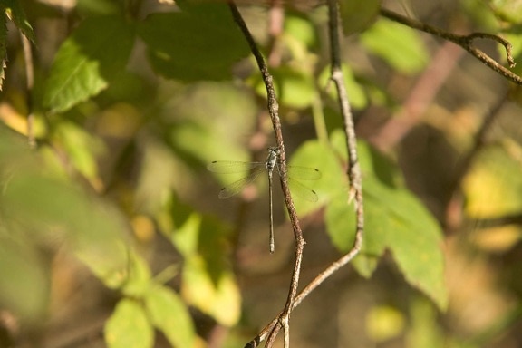Dragonfly, naturlige habitat