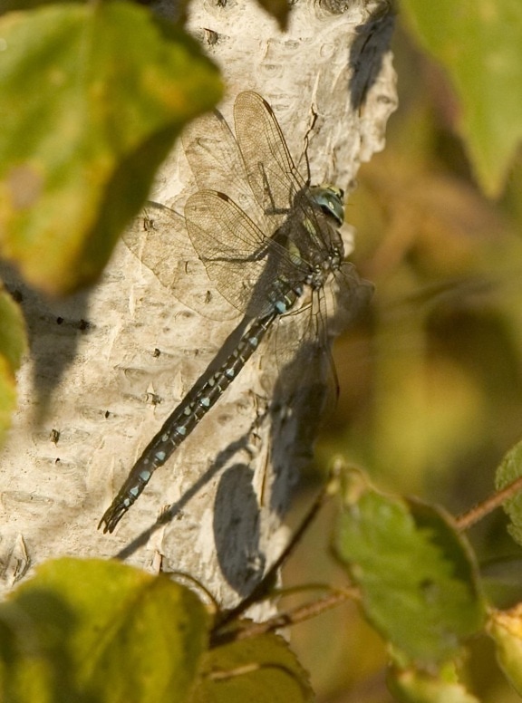 Dragonfly, natura