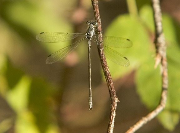 Dragonfly, insecte, iarba
