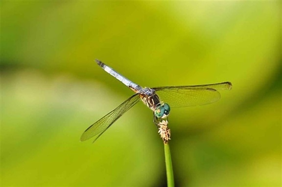 dragonfly, plant