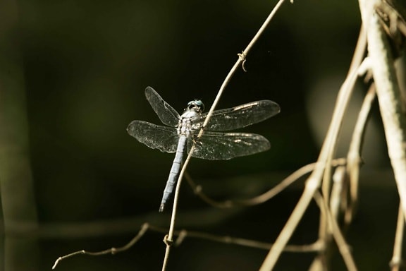 dragonfly, small, branch