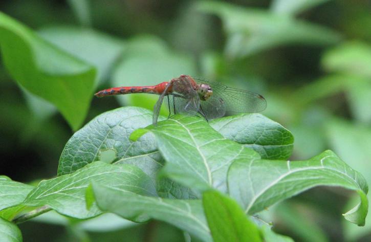 dragonfly, resting, plant