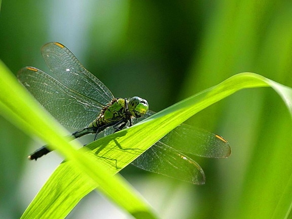 dragonfly, wings