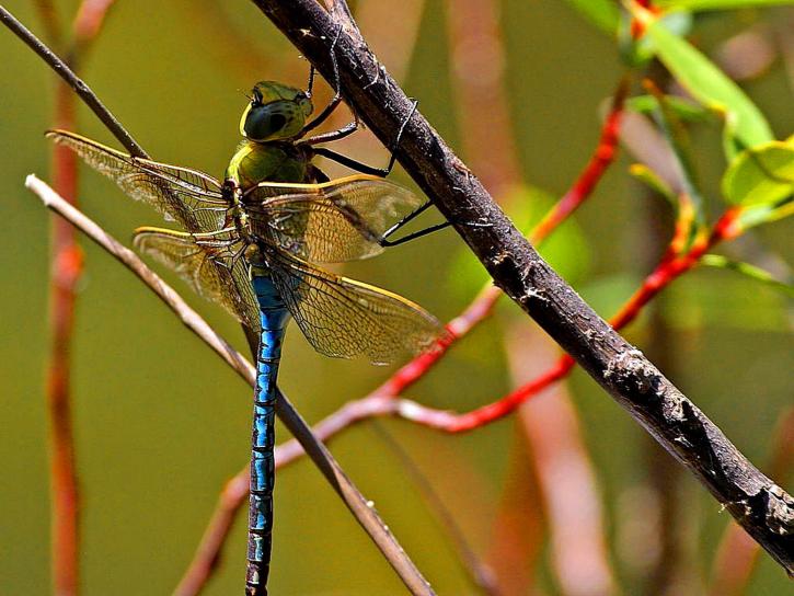 Dragonfly, λιβελλούλες, φτερά, ζωύφια, έντομα