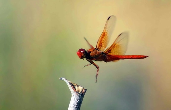 flame, skimmer, insect, dragonfly