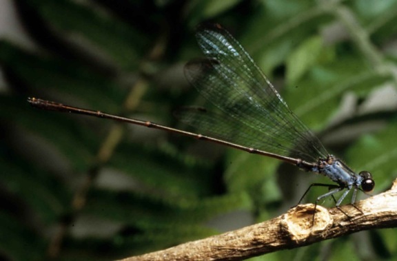 flying, earwig, hawaiian, damselfly, dragonfly, insect, megalagrion nesiotes