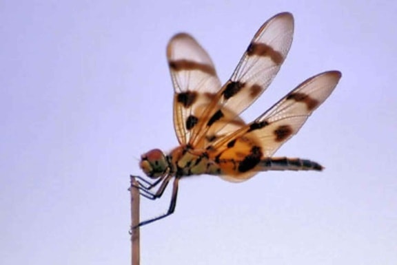 halloween, pennant, dragonfly, insect, close