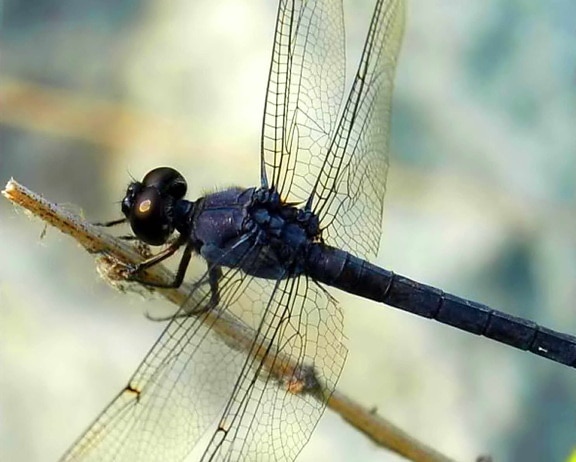 lancet, clubtail, gomphus, exilis, dragonfly, insect