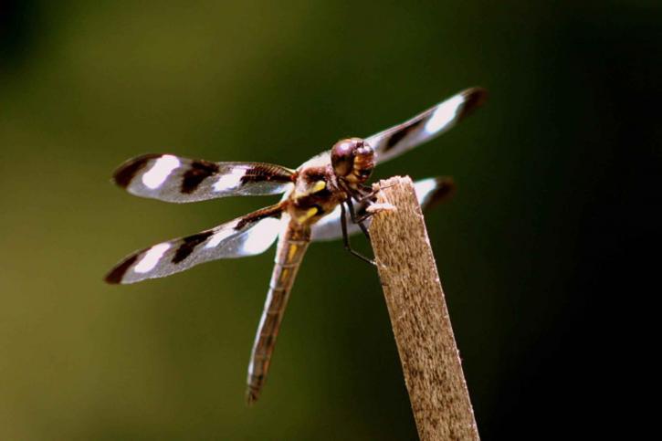 twelve, spotted, skimmer, dragonfly, insect, branch, libellula, pulchella