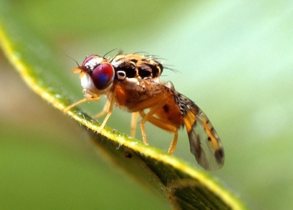 ceratitis capitata mediterranean, fruit fly, macro, close up, insect