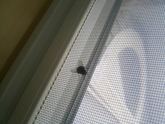 common, house, fly, screen, window