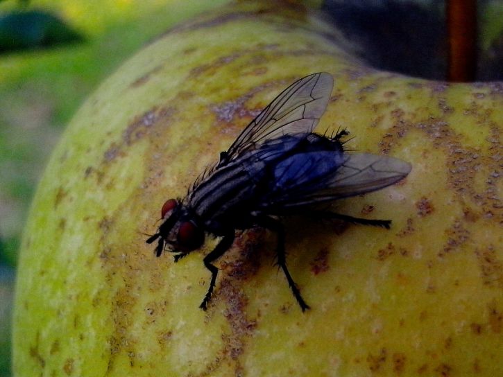domestic flies, yellow, apple