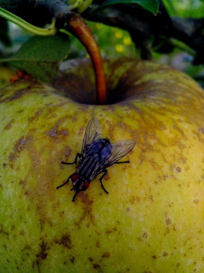 domestic fly, insect, apple