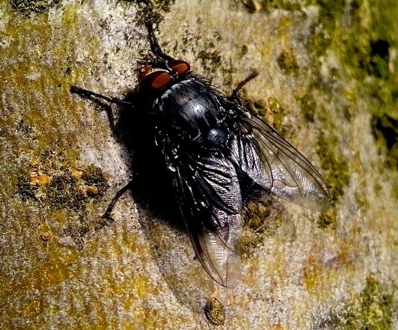 domestic fly, insect, rock