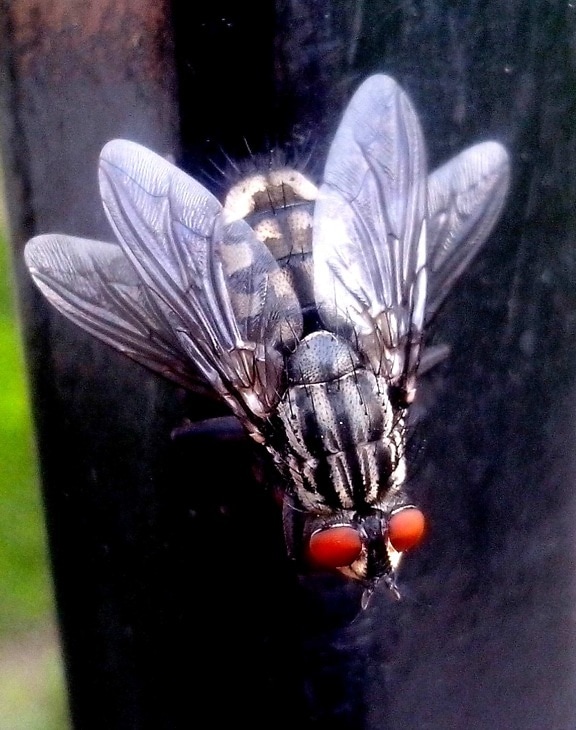 flies, insects, macro