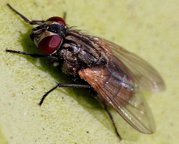 fly, insekt, musca domestica