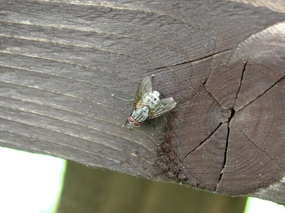 Fly, hmyz, UK, Foto