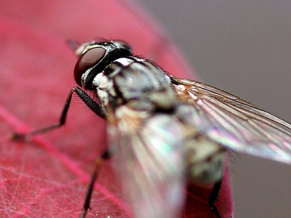 moscas domésticas, moscas domésticas, alas, ojos, insectos