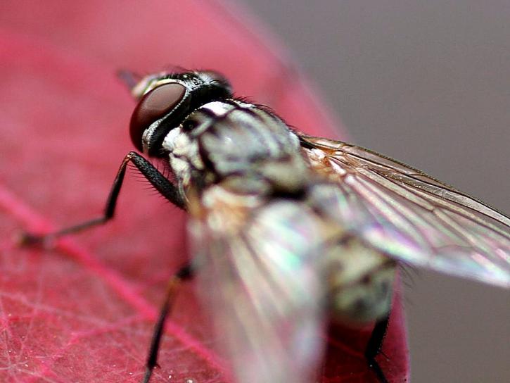 houseflies, skrzydła, oczy, błędów, houseflies, owady