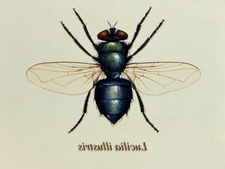 ilustração, verde, garrafa, mosca, lucilia, illustris, membro, família, calliphoridae