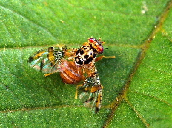 medfly, insecte