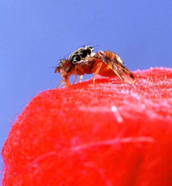 Besplatna Slika Rhaphiomidas Terminatus Abdominalis Insekata Letjeti