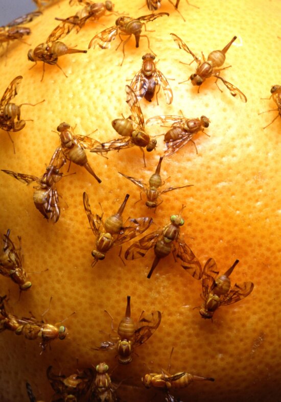 mexican fruit flies, insect infestation, fruit fly, Anastrepha ludens