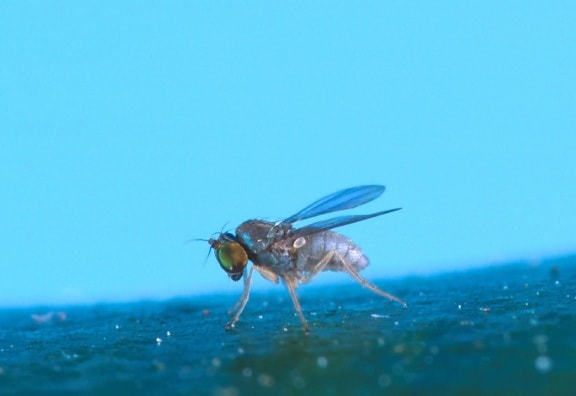 thrypticus, mosca, cerca