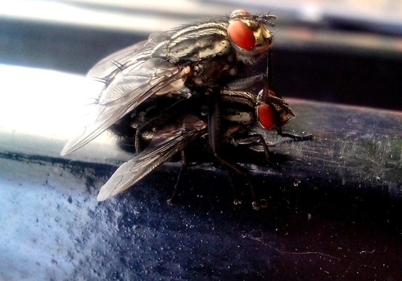 two, flies, insects, up-close, macro