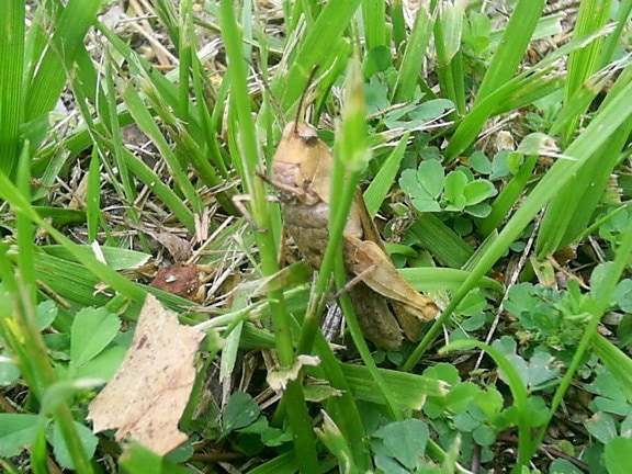 small, brown, grasshopper, grass