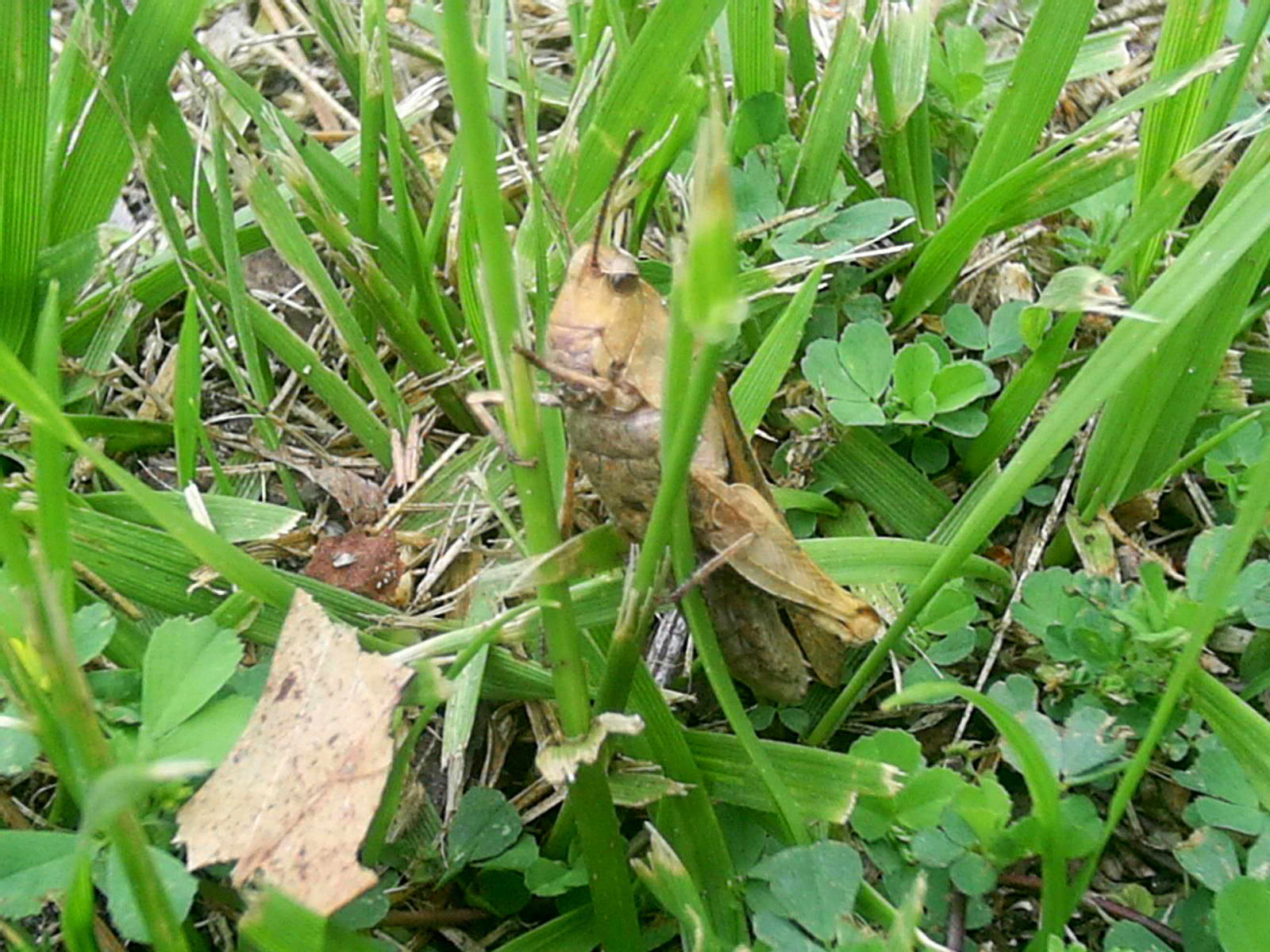 В траве трещат кузнечики скрипит жук. Маленький коричневый кузнечик. Трава кузнечик уж. В траве трещат Кузнечики. Погрызанные растения кузнечиками.
