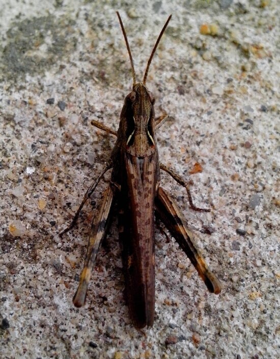 big, brown, grasshopper, insect