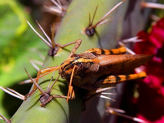 bug-uri, insecte, grasshoppers, cactus