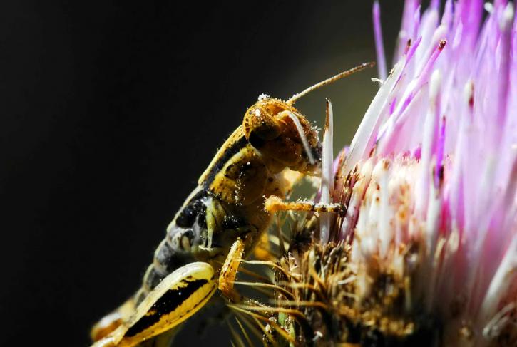 grasshopper, hanging, flower