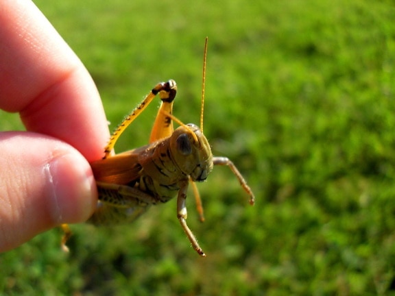 grasshopper, hand