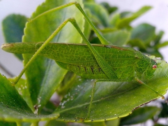 grasshopper, insect, macro