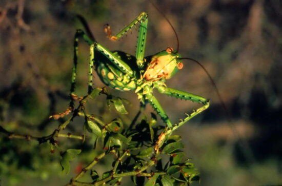 grasshopper, insect, macro, photo