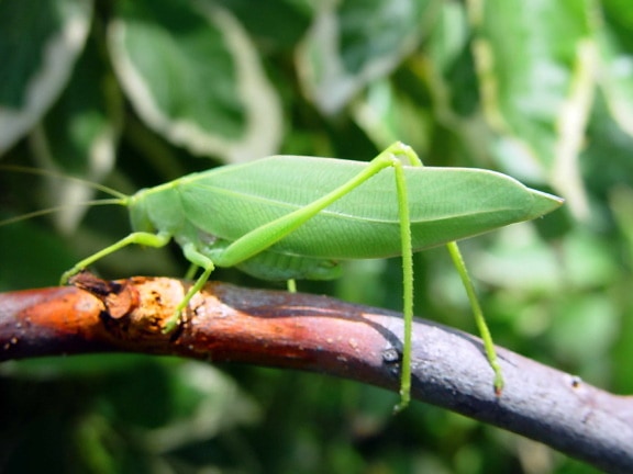 leaf, grasshopper