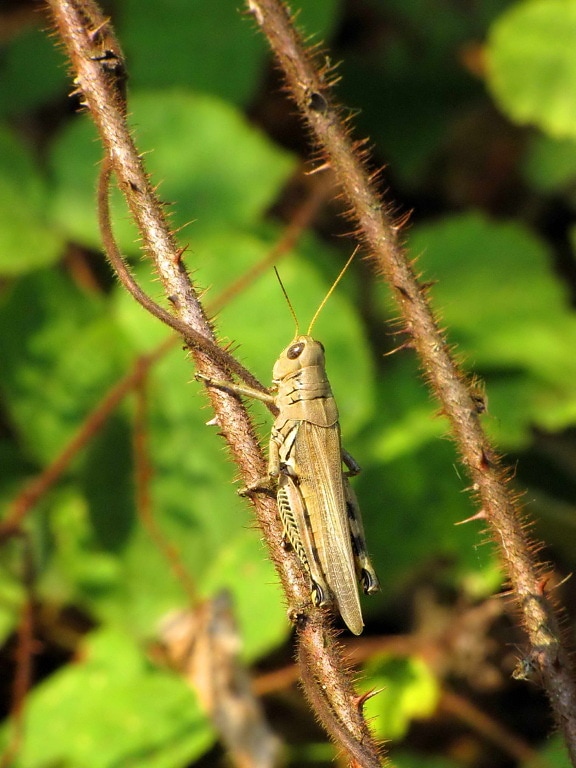 meadow, grasshopper, insect, conocephalus