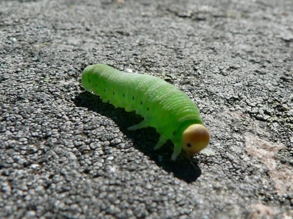 green, caterpillar, insect
