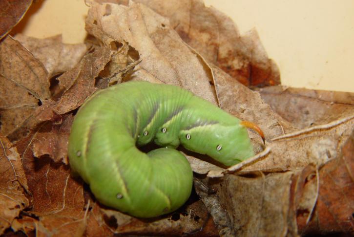 green, caterpillar, dead, leaves