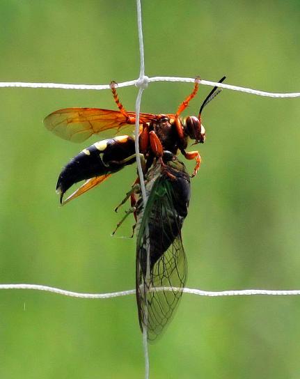 Cicada, mördare, geting, holding, döda, cicada