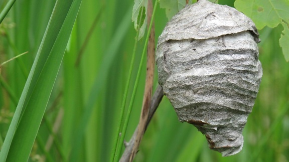hornets, nest