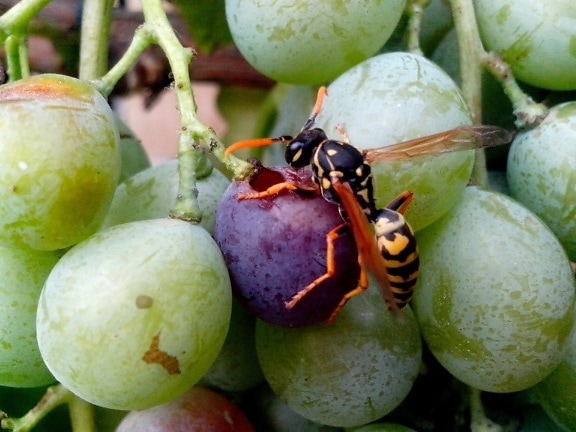 insects, wasps, grapes