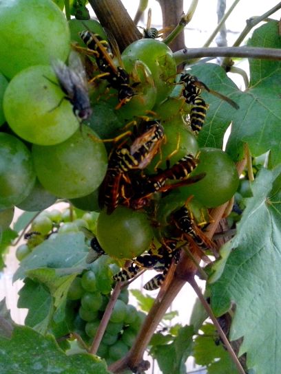 swarm, wasps, green grapes, insects